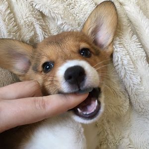 Meet your Posher, Margot